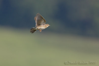 Skylark (Alauda arvensis)