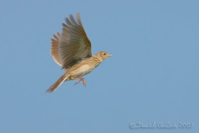 Skylark (Alauda arvensis)