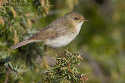 Chiffchaff (Phylloscopus collybita)