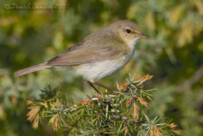 Chiffchaff (Phylloscopus collybita)