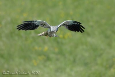 Montagu's Harrier (Circus pygargus)