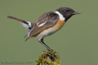 European Stonechat (Saxicola rubicola)