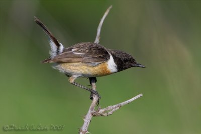 European Stonechat (Saxicola rubicola)