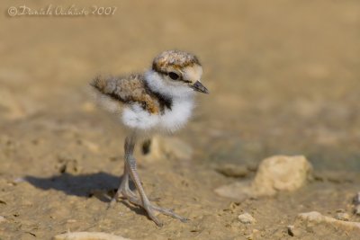 Little Ringed Plover (Charadrius dubius)