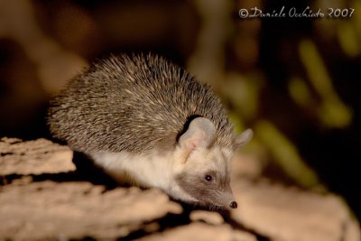 Desert Hedgehog (Paraechinus aethiopicus)