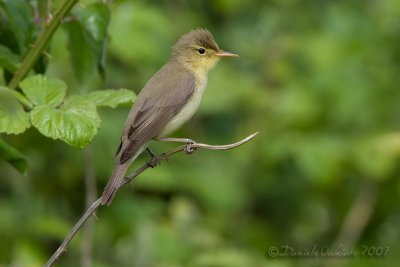 Melodious Warbler (Hippolais polyglotta)