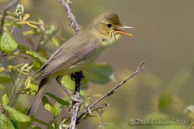 Melodious Warbler (Hippolais polyglotta)