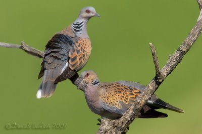 Turtle Dove (Streptopelia turtur)