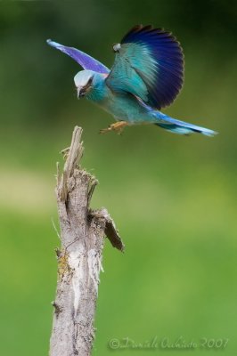 Roller (Coracias garrulus)