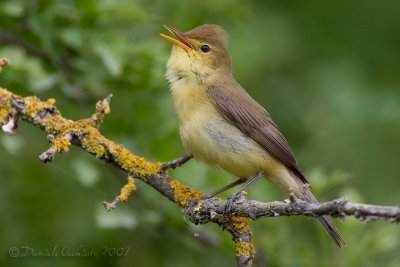 Melodious Warbler (Hippolais polyglotta)