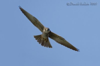 Hobby (Falco subbuteo)