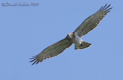 Short-toed Eagle (Circaetus gallicus)