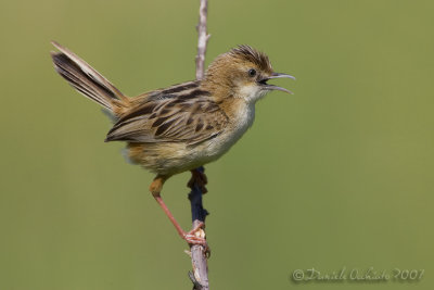 Zitting Cisticola (Cisticola juncidis)