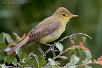 Melodious Warbler (Hippolais polyglotta)