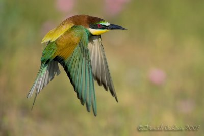 Bee-eater (Merops apiaster)