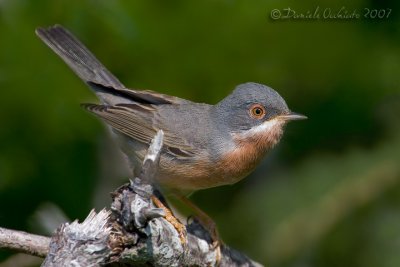 Moltoni's Warbler (Sylvia subalpina)