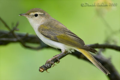 Western Bonelli's Warbler (Phylloscopus bonelli)