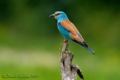 Roller (Coracias garrulus)