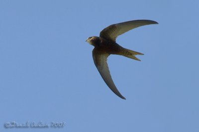 Common Swift (Apus apus) - 40% crop