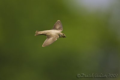 Crag Martin (Ptyonoprogne rupestris)