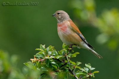 Linnet (Carduelis cannabina)