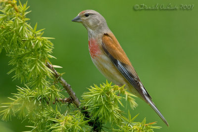 Linnet (Carduelis cannabina)