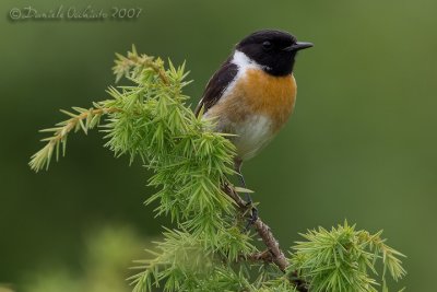 European Stonechat (Saxicola rubicola)