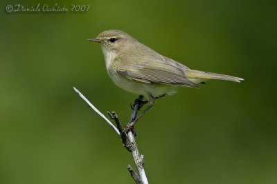 Chiffchaff (Phylloscopus collybita)