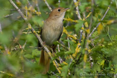 Nightingale (Luscinia megarhynchos)