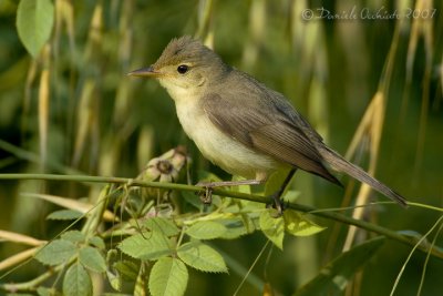 Melodious Warbler (Hippolais polyglotta)