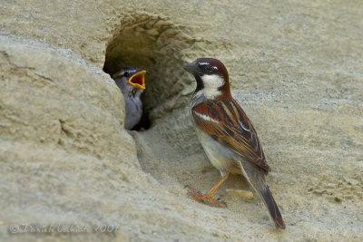 Italian Sparrow (Passer italiae)