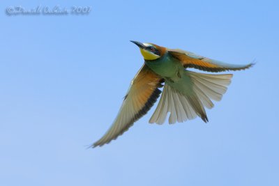 Bee-eater (Merops apiaster)