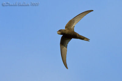 Common Swift (Apus apus) - crop 40%