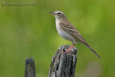 Tawny Pipit (Anthus campestris)