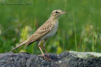 Tawny Pipit (Anthus campestris)