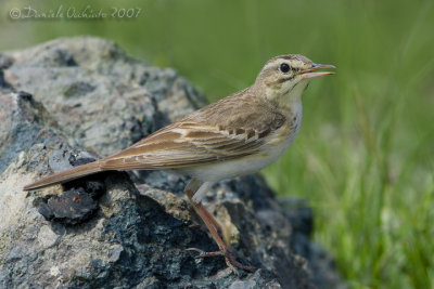 Tawny Pipit (Anthus campestris)