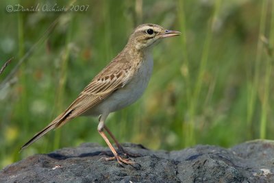 Tawny Pipit (Anthus campestris)