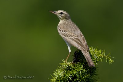 Tawny Pipit (Anthus campestris)