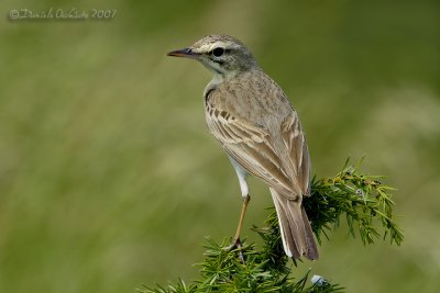 Tawny Pipit (Anthus campestris)