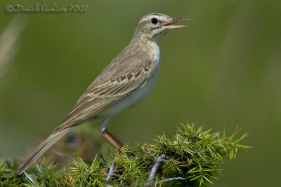 Tawny Pipit (Anthus campestris)