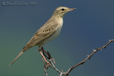 Tawny Pipit (Anthus campestris)