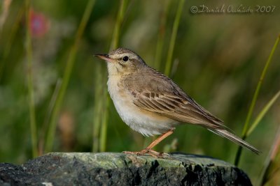 Tawny Pipit (Anthus campestris)