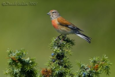 Linnet (Carduelis cannabina)