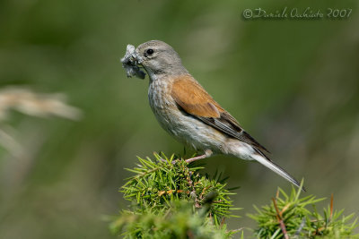 Linnet (Carduelis cannabina)