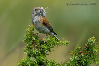 Linnet (Carduelis cannabina)