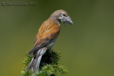 Linnet (Carduelis cannabina)