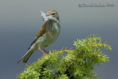 Linnet (Carduelis cannabina)