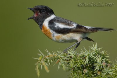 European Stonechat (Saxicola rubicola)