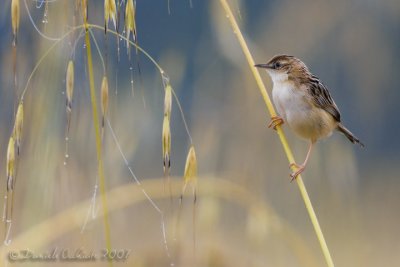 Zitting Cisticola (Cisticola juncidis)