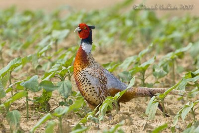 Common Pheasant (Phasianus colchicus)